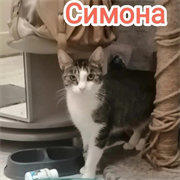 Кошка СИМОНА