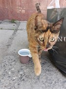Кошка на Камышинской