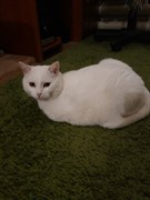Кот белый на Варейкиса
