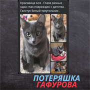 Кошка Ася на Гафурова 82