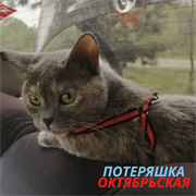 Кошка Даша на Октябрьской