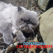 Кот в СНТ Радуга