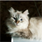 Кошка АЛИСА - фото 10129