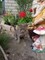 Кошка МАМОЧКА - фото 10575