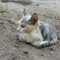 Кошка МАША - фото 10752