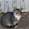 Кошка ДЕВОЧКА - фото 11247