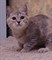Кошка МИЛЕНА - фото 11314