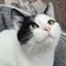 Кошка Бэлла - фото 11743