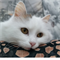 Кошка ЖАСМИН - фото 12093