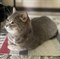 Кошка на Радищева - фото 12461