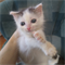 Кошка БЕЛЛА - фото 12545