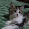 Кошка МУСЬКА - фото 13040