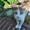 Кошка ЕЛИЗАВЕТА - фото 13463