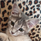 Кошка АЛИСА - фото 13516