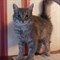 Кошка МУЗА - фото 13689