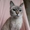 Кошка МАША - фото 14041