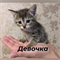 Кошка ДЕВОЧКА - фото 14222