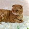 Кошка РОНА - фото 14473
