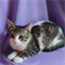 Кошка МЭГГИ - фото 14812