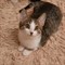 Кошка ДЕВОЧКА - фото 14923