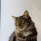 Кошка СЕРАФИМА - фото 15507