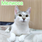 Кошка МЕЛИССА - фото 15553