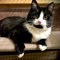 Кошка БАФФИ - фото 15993