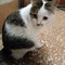 Кошка МУСЕНЬКА - фото 16021