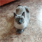Кошка САБРИНА - фото 16023