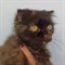 Кошка Соня - фото 16120