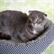 Кошка АЛЕНКА - фото 16143