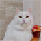 Кошка БАУНТИ - фото 16198