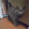 Кошка МУРОЧКА - фото 16398