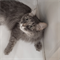Кошка АЛИСА - фото 16445
