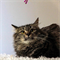 Кошка ФИОНА - фото 16522