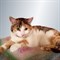 Кошка МУСЕНЬКА - фото 16539