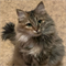 Кошка МАТРЕШКА - фото 16575