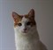 Кошка МУСЯ - фото 16596