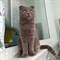 Кошка Зайка - фото 16700