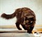 Кошка ВИККИ - фото 4554
