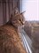 Кошка МУРКА - Станкостроителей - фото 4721