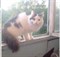 Кошка Соня - Дальнее Засвияжье - фото 4774