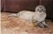 Кот на Гончарова - фото 4811