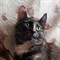 Кошка АНФИСА - фото 5006