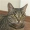 Кошка МУРА - фото 5014