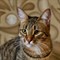 Кошка ТИГРА - фото 5084