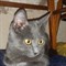 Кошка СИРИ - фото 5155