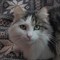 Кошка МАРТА - фото 5254