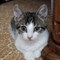 Кошка АНФИСА - фото 5394