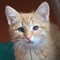 Кошка ОХРА - фото 5414